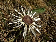 22 Carlina bianca (Carlina acaulis)